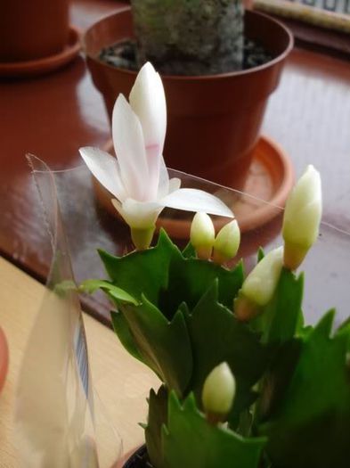 schlumbergera (8)