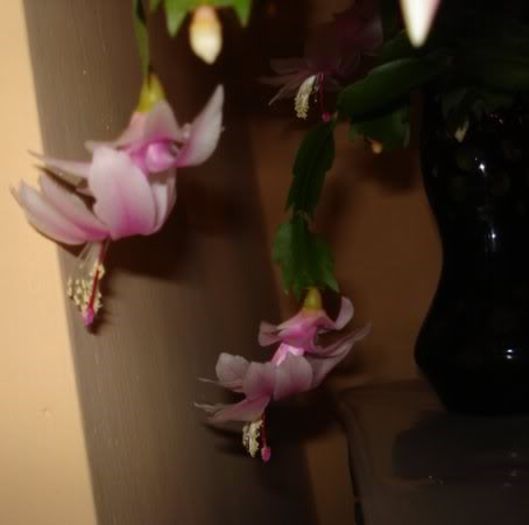 schlumbergera (9) - zygocactus si schlumbergera