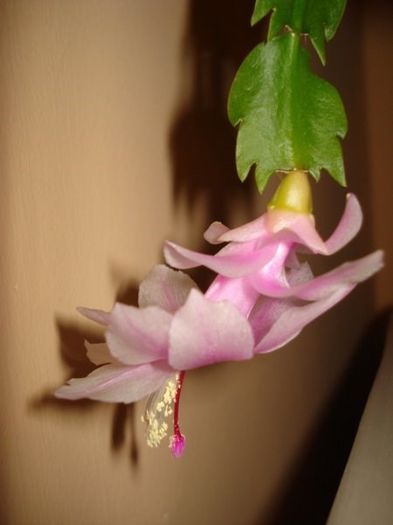 schlumbergera (12)