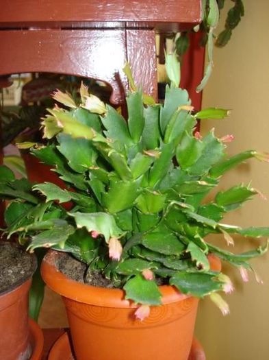 schlumbergera (13) - zygocactus si schlumbergera