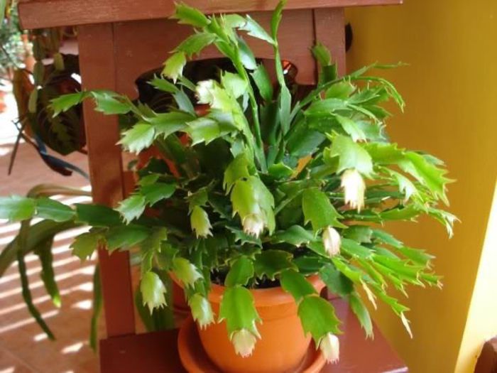 schlumbergera (15) - zygocactus si schlumbergera