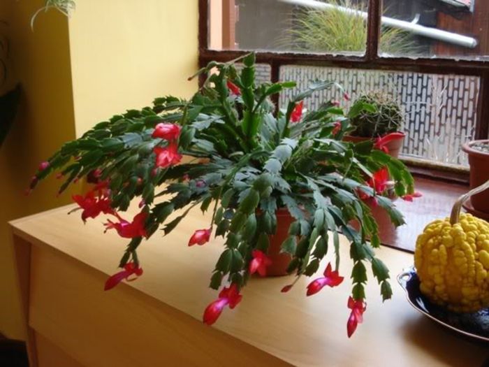 schlumbergera (16)