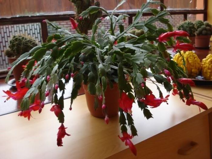 schlumbergera (17)