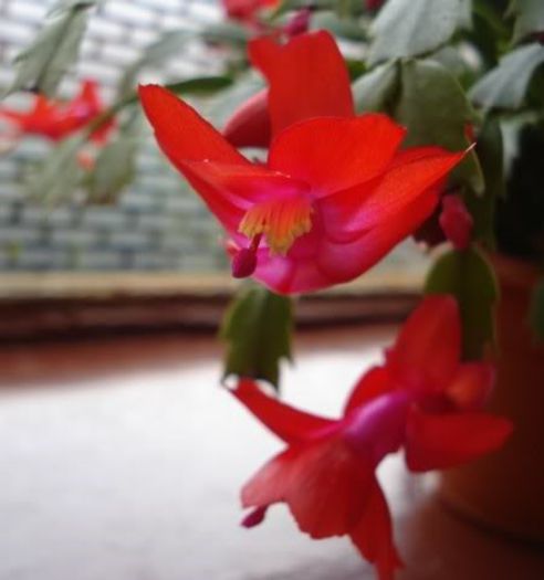 schlumbergera (19) - zygocactus si schlumbergera