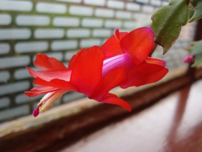 schlumbergera (20)