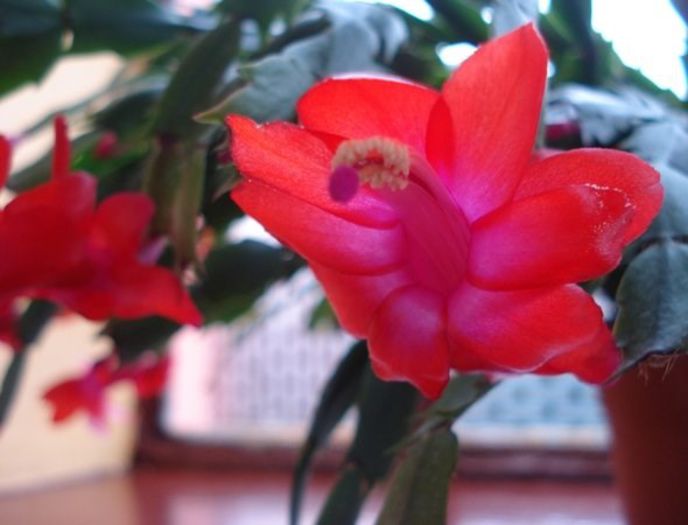 schlumbergera (21)