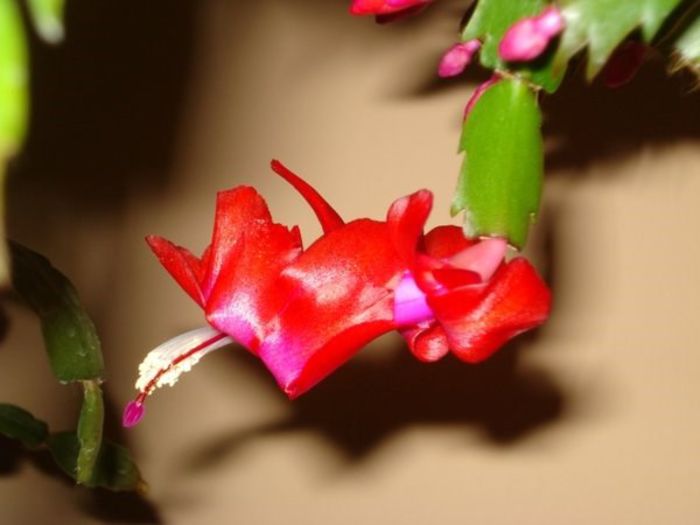 schlumbergera (22)