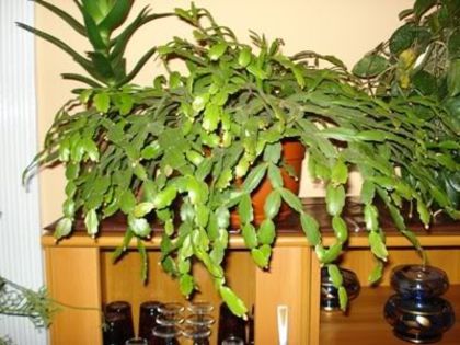 zygocactus truncatus (1)