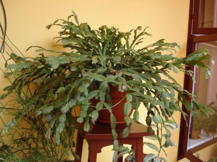 zygocactus truncatus (3)