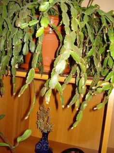 zygocactus truncatus (14) - zygocactus si schlumbergera