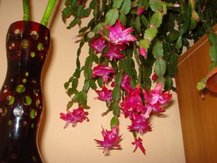 zygocactus truncatus (23)