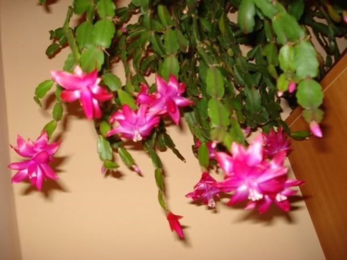 zygocactus truncatus (25)