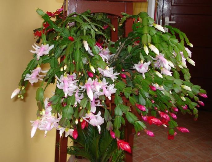 schlumbergera - flori timpurii (1)