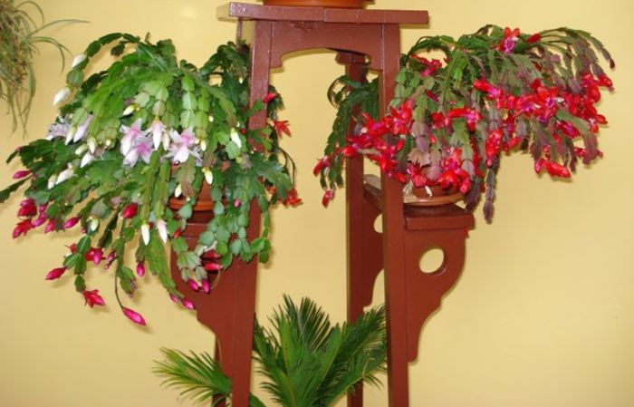 schlumbergera - flori timpurii (2)