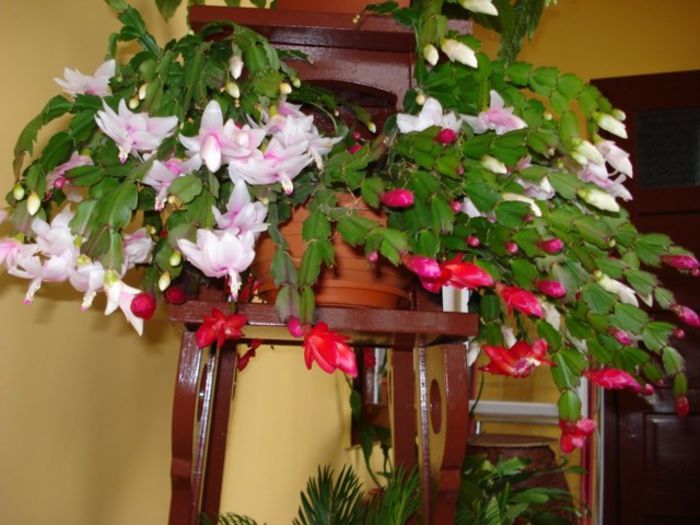 schlumbergera - flori timpurii (3)