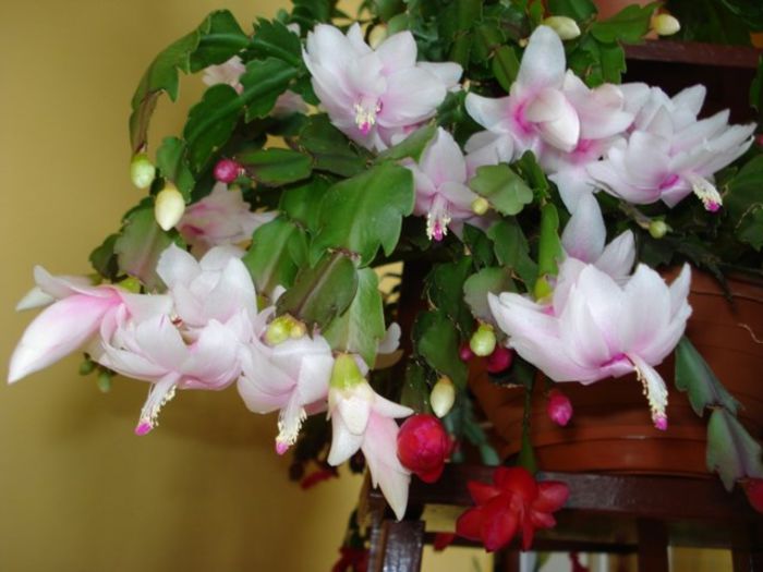 schlumbergera - flori timpurii (4)