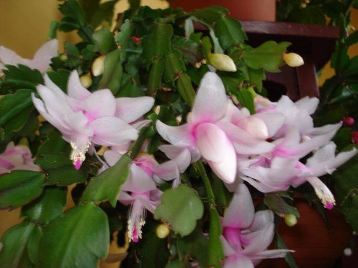 schlumbergera - flori timpurii (5)