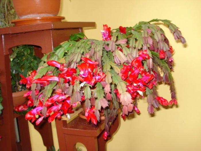 schlumbergera - flori timpurii (6)