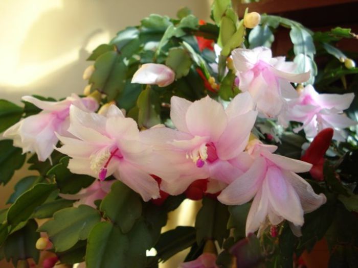 inflorire maxima, final de noiembrie (5) - zygocactus si schlumbergera