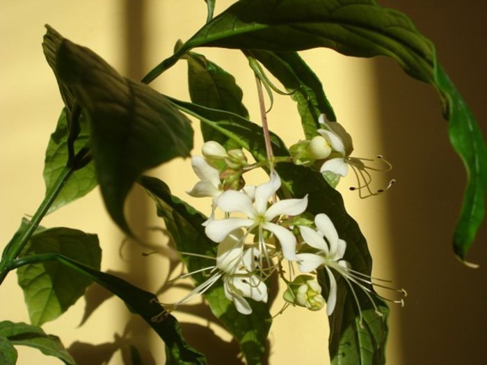 flori de clero, noiembrie 2013 (1) - clerodendron wallichii - prospero