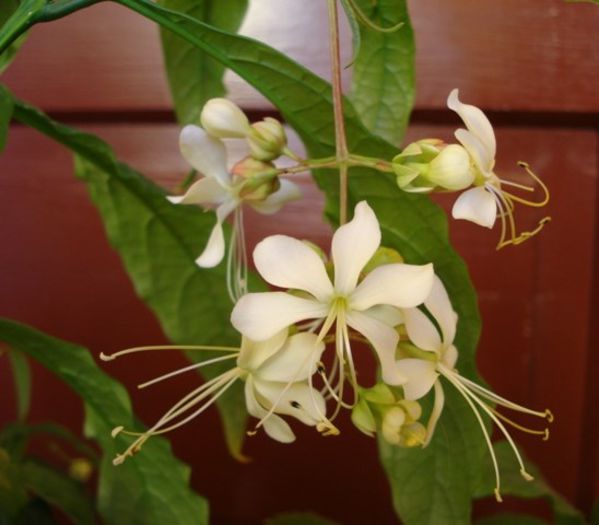 flori de clero, noiembrie 2013 (3) - clerodendron wallichii - prospero