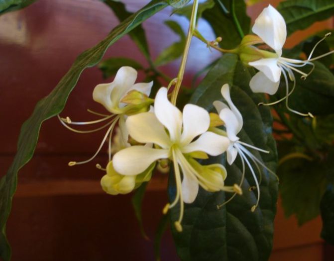 flori de clero, noiembrie 2013 (6) - clerodendron wallichii - prospero