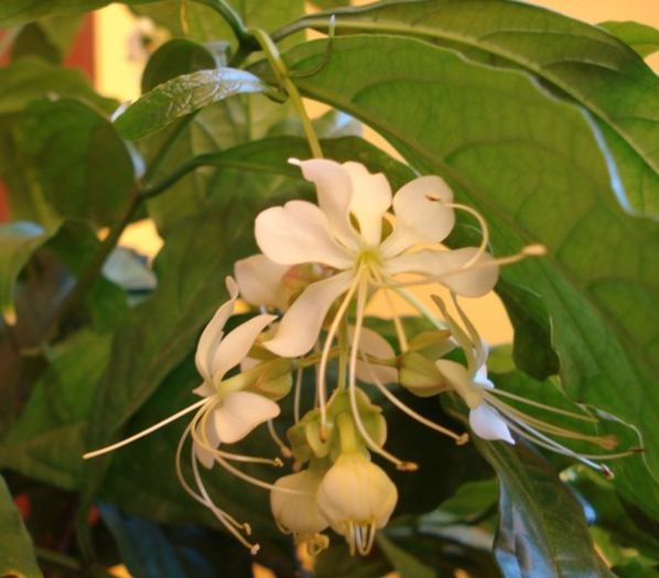 flori de clero, noiembrie 2013 (7)