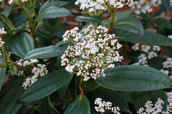 800px-Viburnum-davidii-flowers