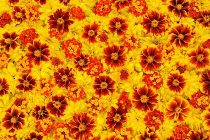 2753766-65224-rudbeckia-laciniata-lantana-camara-tagetes-flower-heads