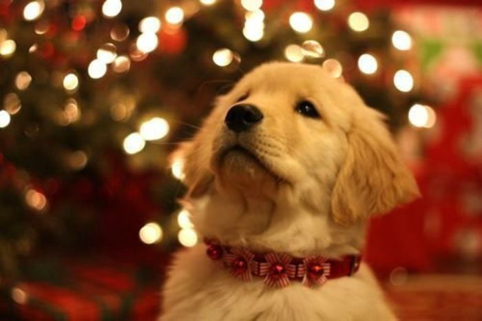 christmas-cute-cute-dog-dog-lovely-Favim_com-248531