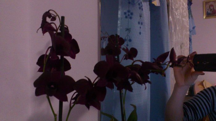 si mi-am cumparat prima orhidee