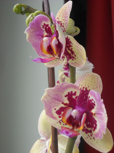 030 - Orhideea - Phalaenopsis-Cambria
