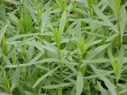 1304540652Herb---French-Tarragon-2002b