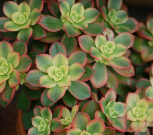 1310048498Aeonium-Kiwi-DSC_0144b