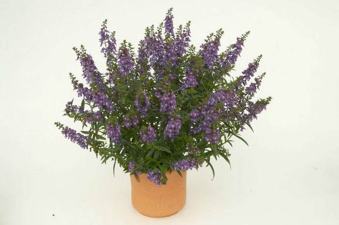 1315507748ANGELONIA-ALONIA-DARK-BLUE