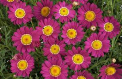 1319815119ARGYRANTHEMUM-ANGELIC-DARK-PINK