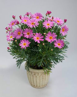 1319815343Argyranthemum-angelic-giant-pink