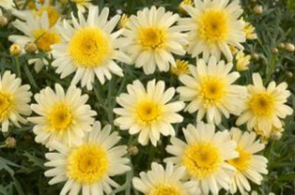 1319815521ARGYRANTHEMUM-ANGELIC-LEMON