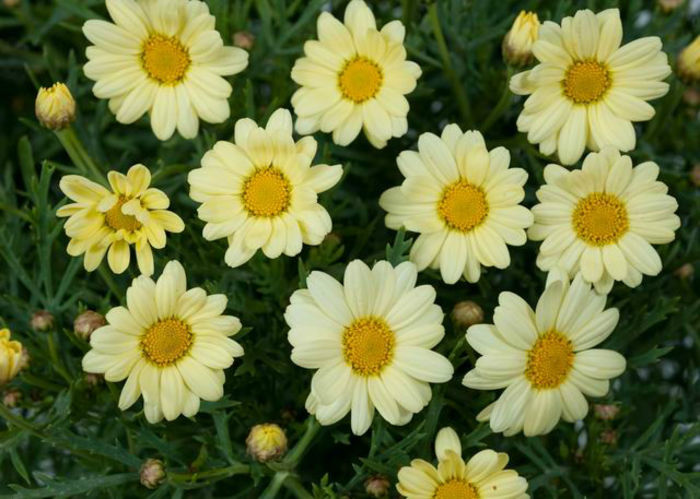 1319815844ARGYRANTHEMUM-ANGELIC-LEMON-PASTEL