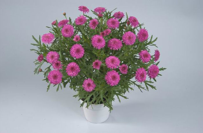 1319816018ARGYRANTHEMUM-ANGELIC-PINK-DELIGHT