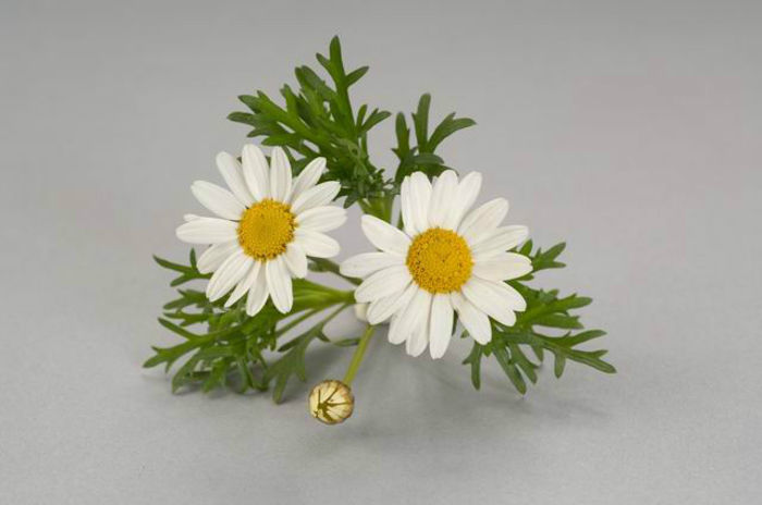 1319816320ARGYRANTHEMUM-NEPTUNE