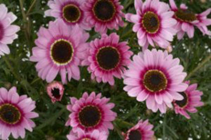 1319816917ARGYRANTHEMUM-REFLECTION-PINK