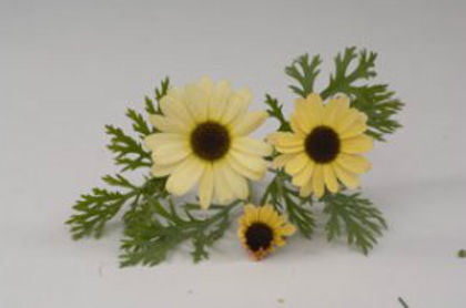 1319817045ARGYRANTHEMUM-REFLECTION-YELLOW--CREAM