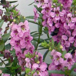 1320085921ANGELONIA-ALONIA-PLEASANT-PINK