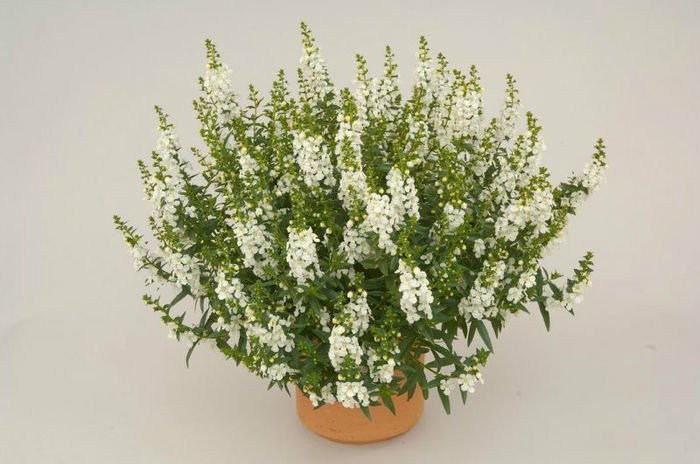 1320085998ANGELONIA-ALONIA-WHITE