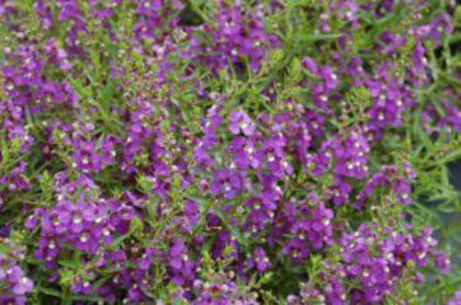 1320086350Angelonia-Angelwings-Blue