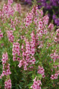 1320086446Angelonia-Angelwings-Pink