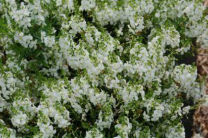 1320086501Amgelonia-Angelwings-White