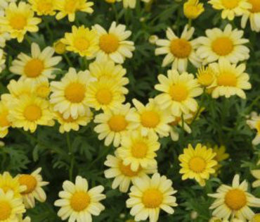 1320781228Argyranthemum-Beauty-Yellow