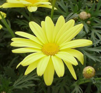 1320781350argyranthemum-butterfly